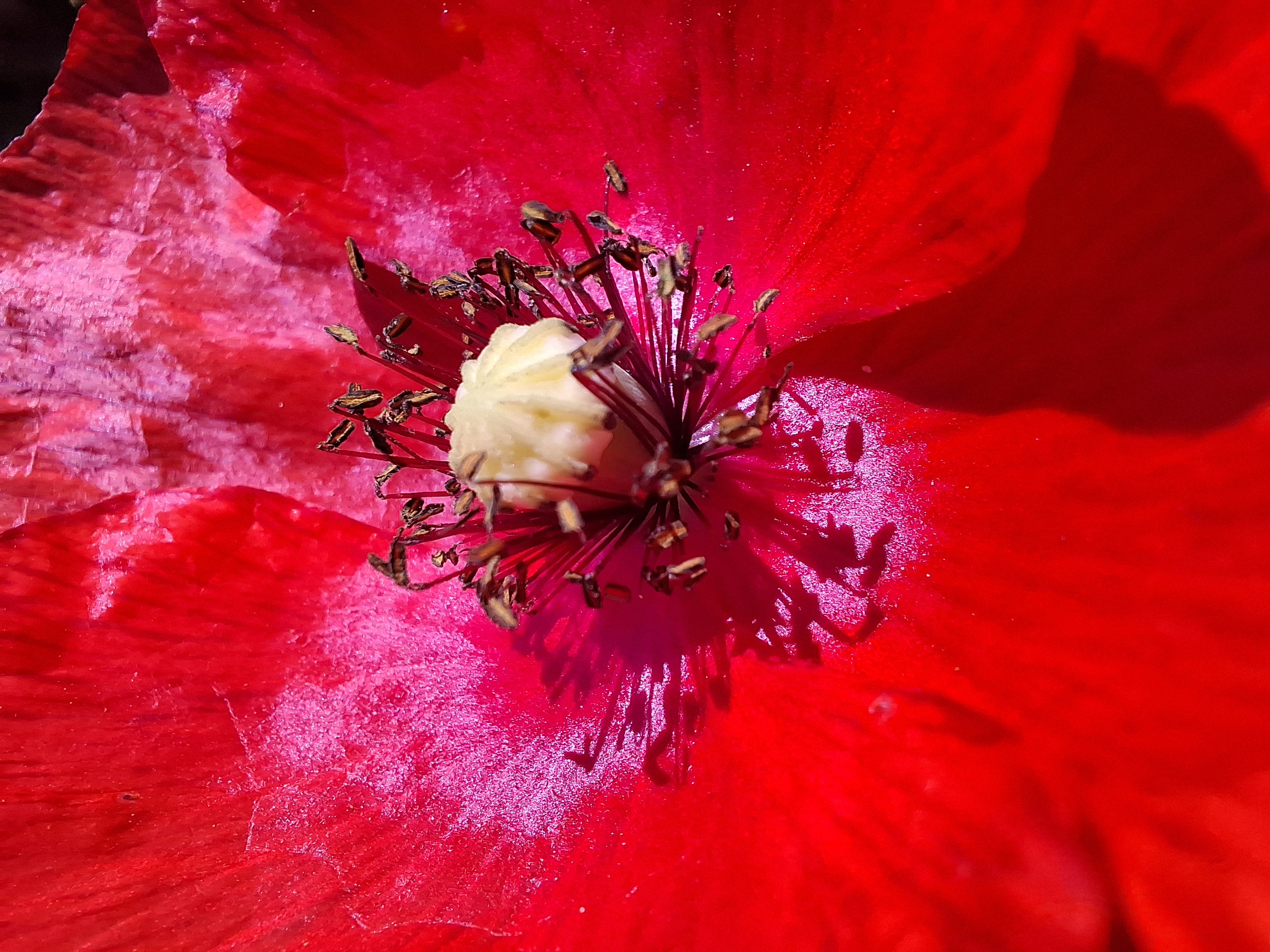Flowers growing in the Cantabrian countryside