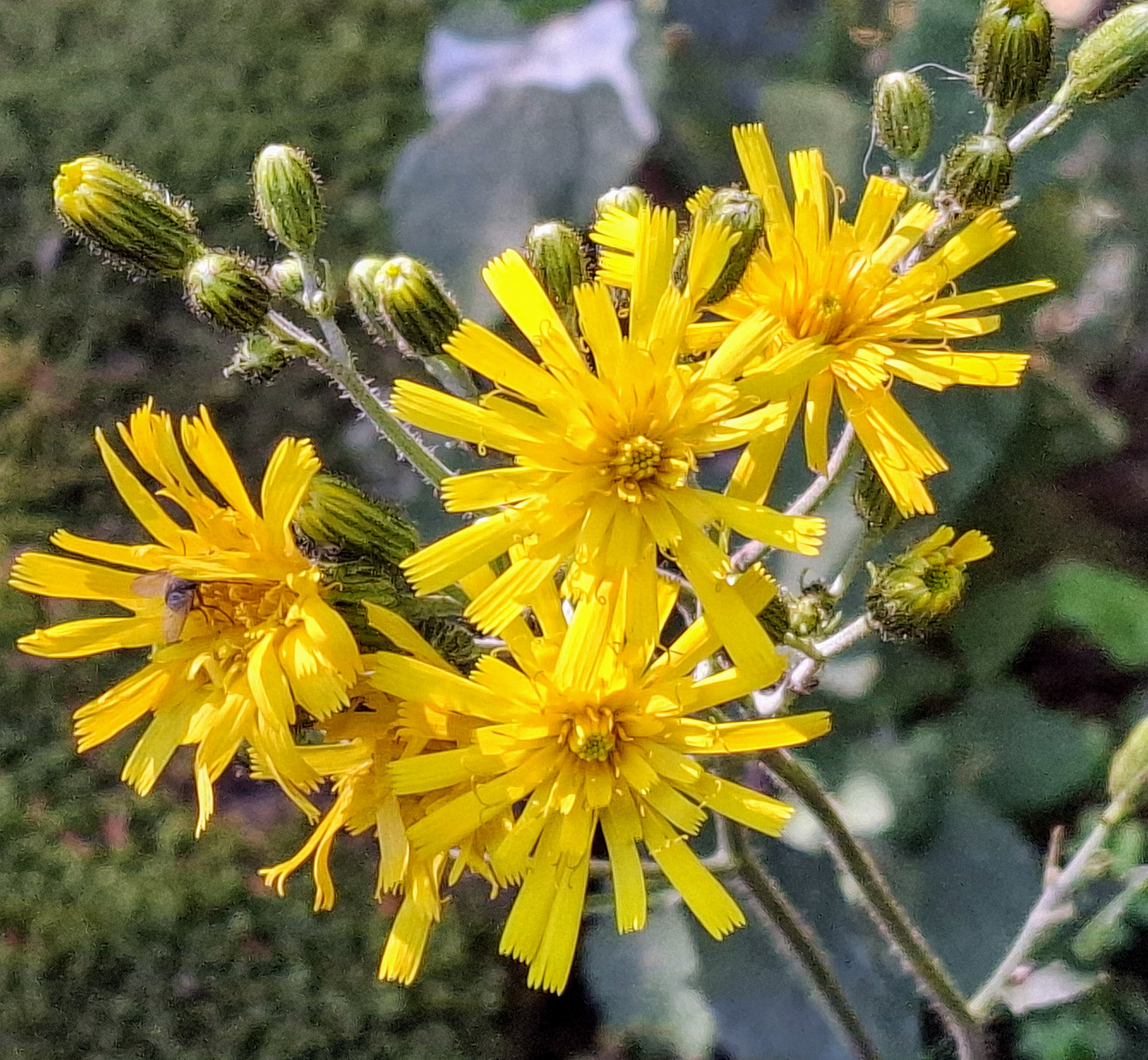 Floral abundance in the Cantabrian Mountains