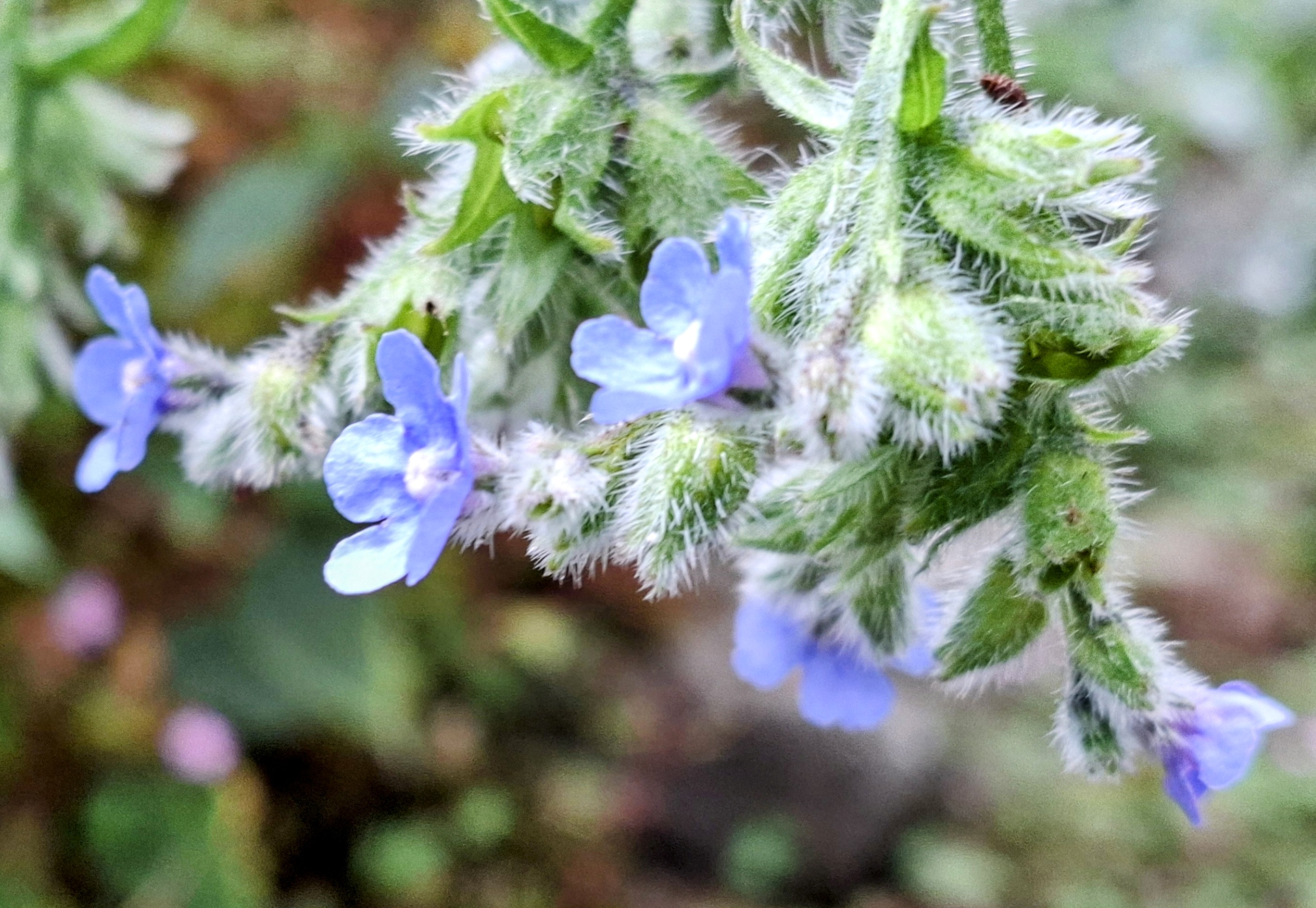 Cantabrian wildflowers in bloom