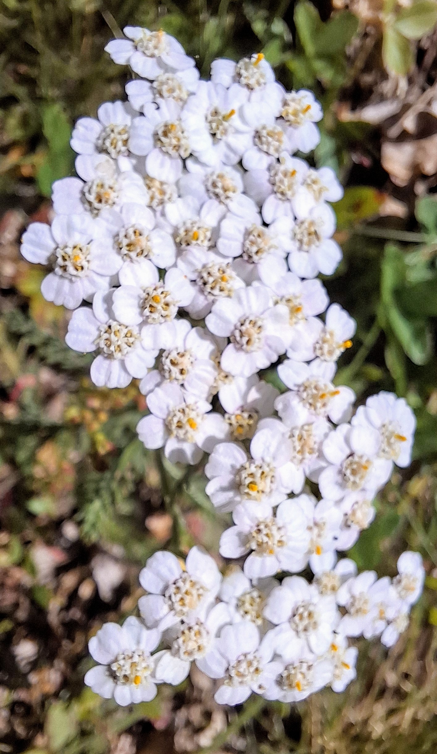 White yarrow in flower on the hillside