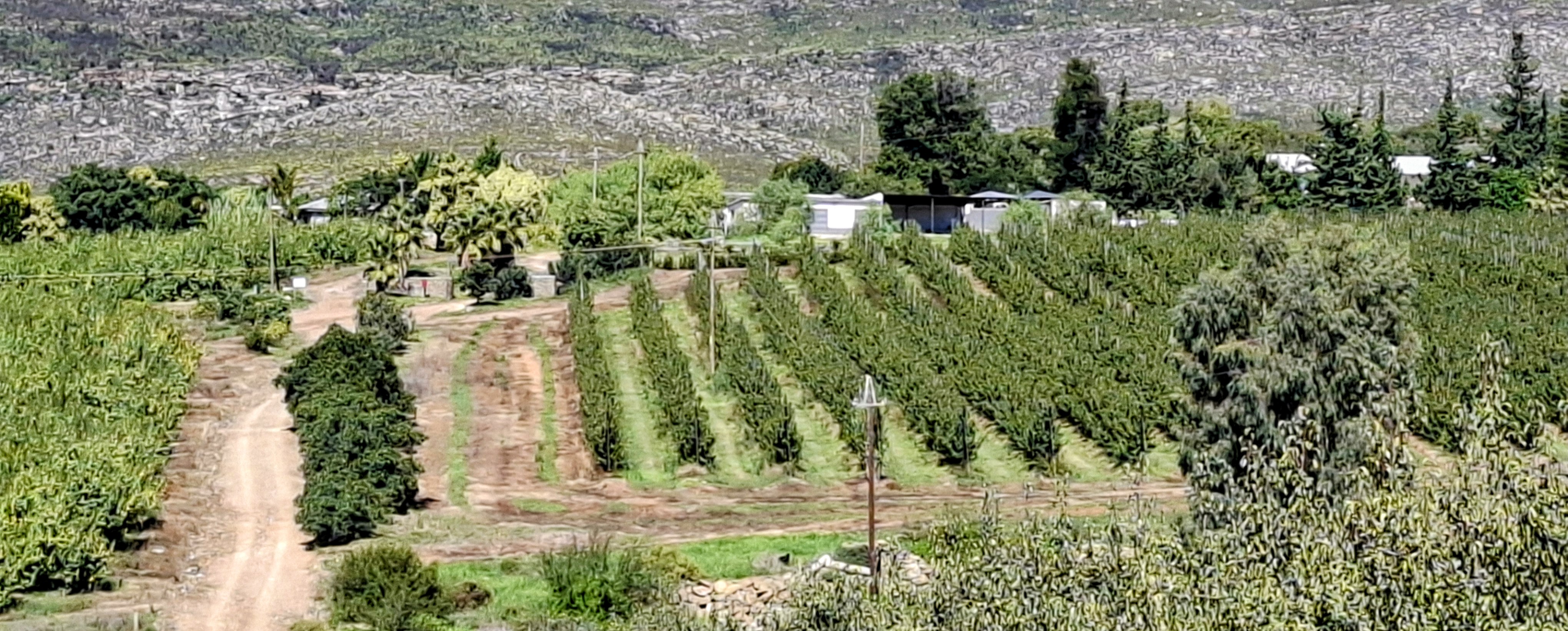 Orchard rows on the R62 with mountain backdrop