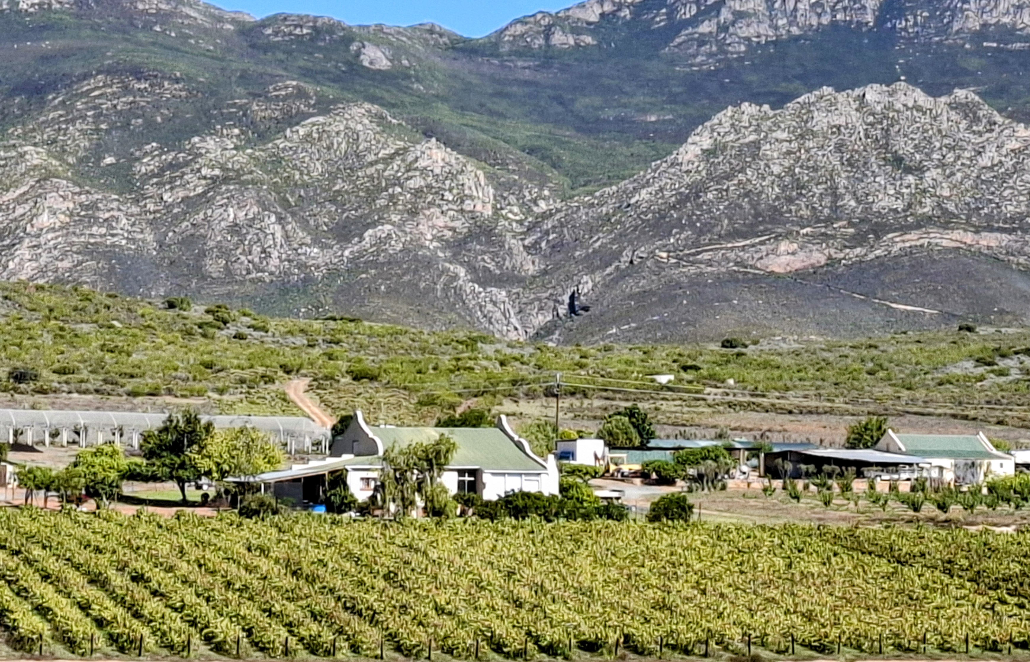 Orchard rows stretching toward the mountains