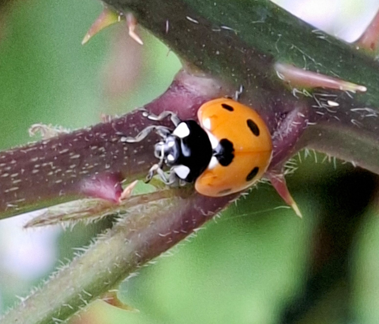 Ladybird on a thorny stem