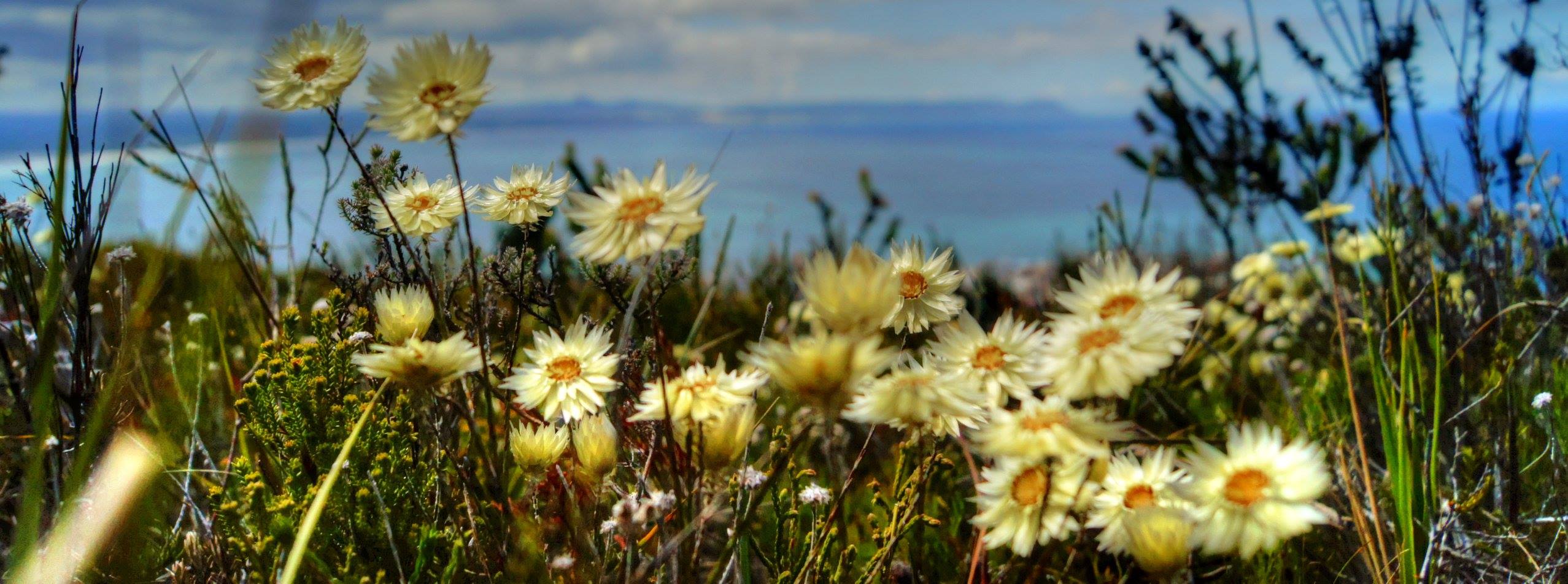 Wildflowers against the coast