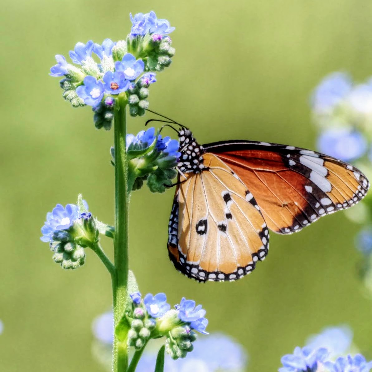 Butterfly on blue flowers
